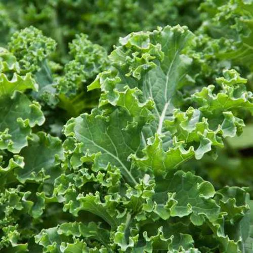 Collards and Cabbage and Kale, Oh My! Grit